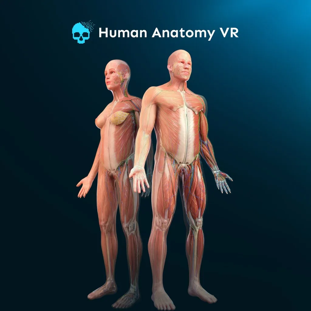 Human Anatomy VR