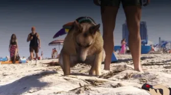 Aparece en South Park una jugabilidad de GTA 6 con excremento de perro