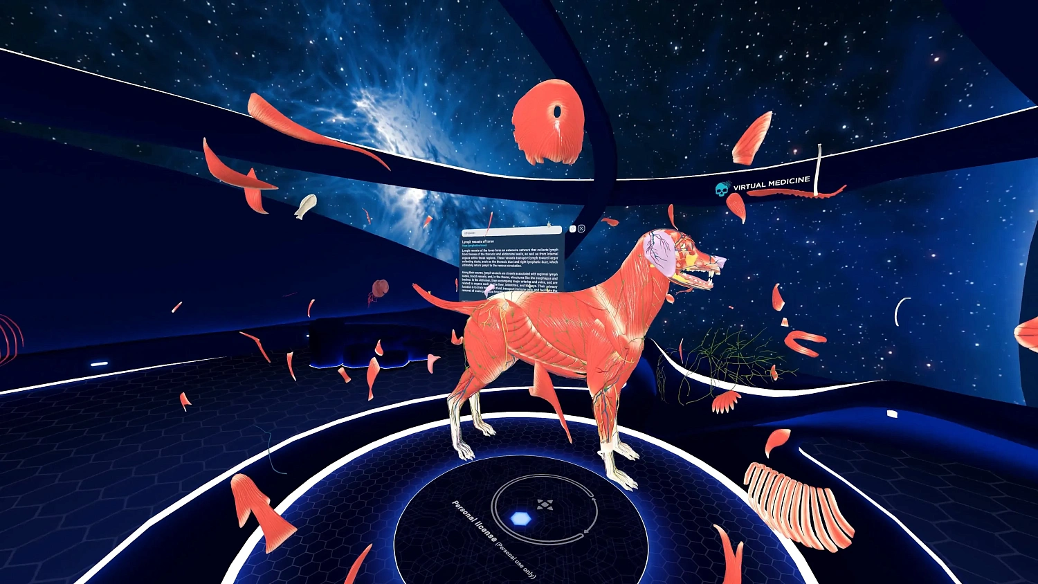 Animal Anatomy VR