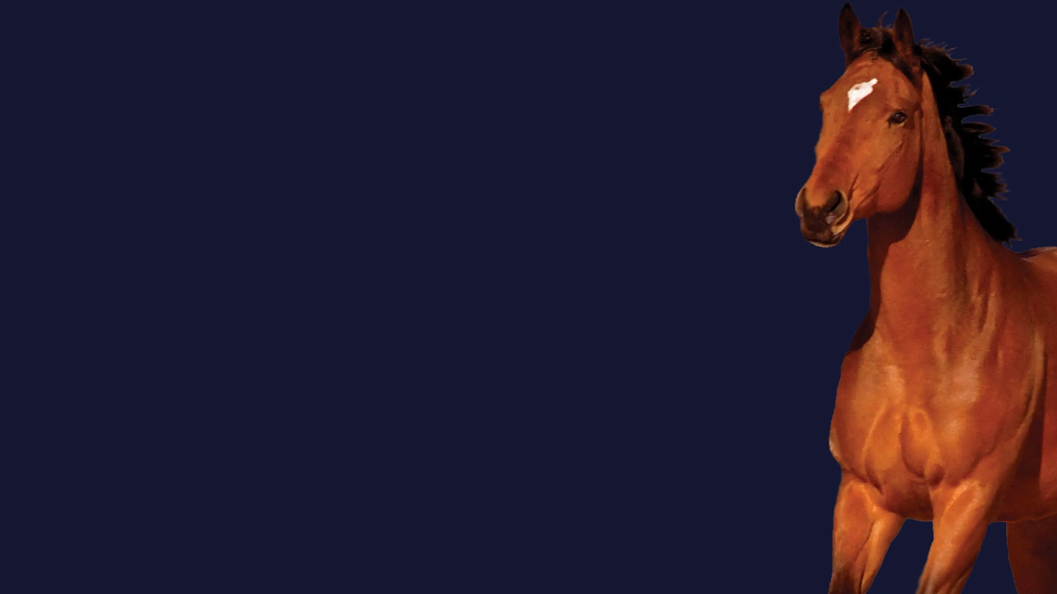 acariciar el caballo