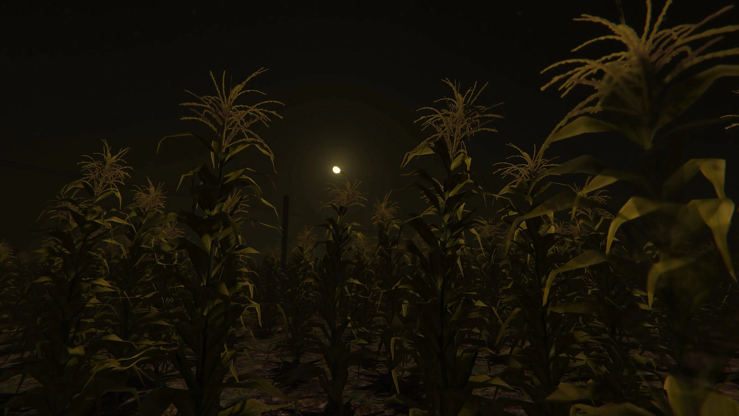 Cornfield