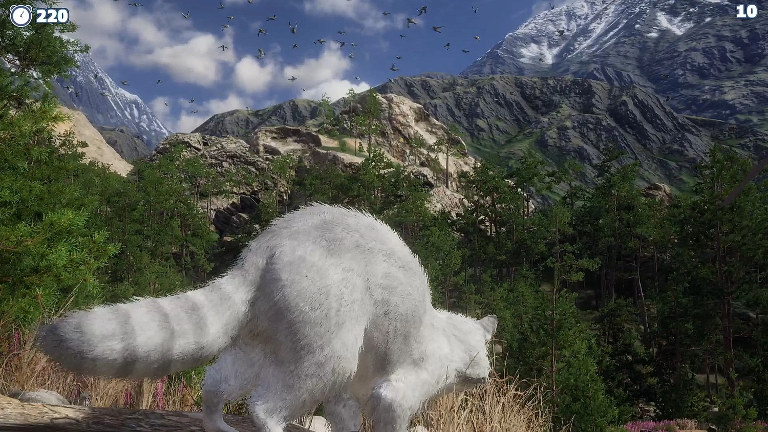 Cazzarion: Raccoon Valley