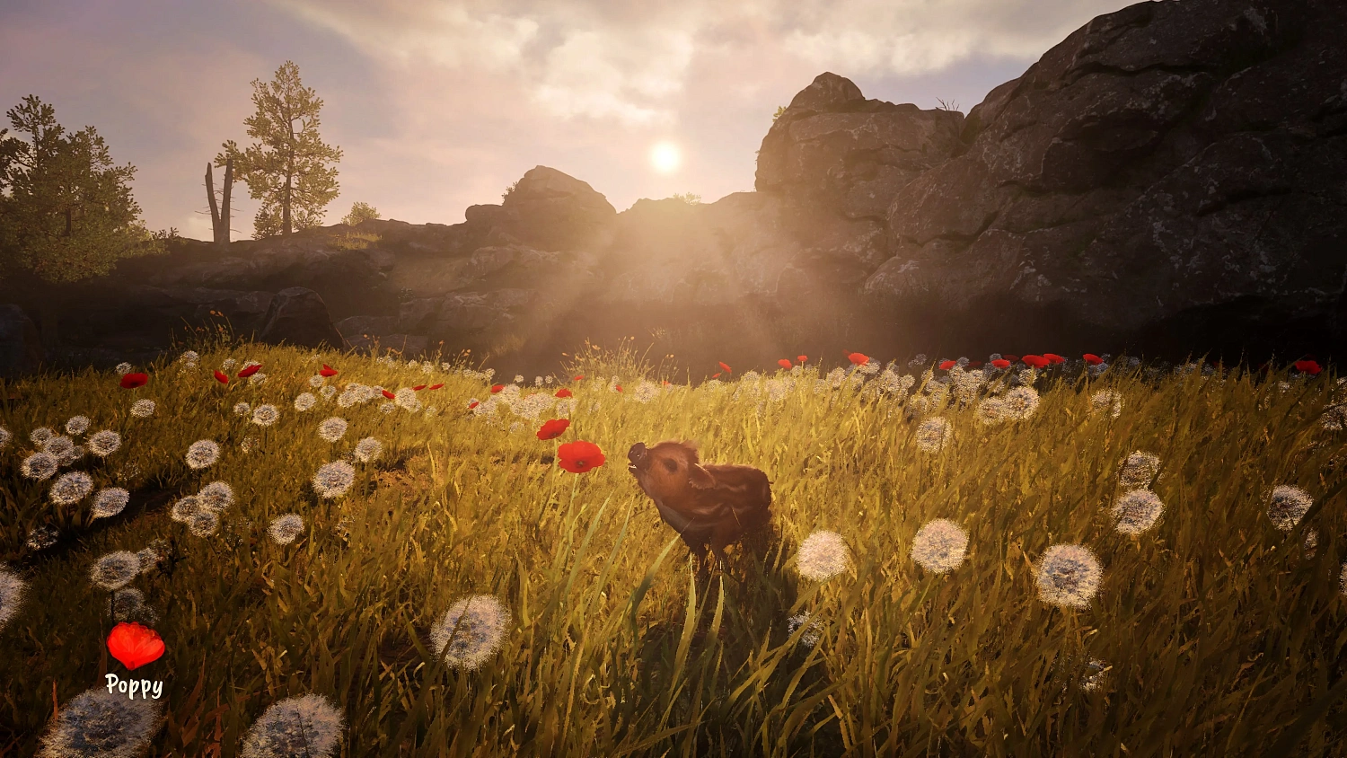 Adorable Adventures
